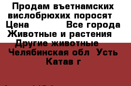 Продам въетнамских вислобрюхих поросят › Цена ­ 2 500 - Все города Животные и растения » Другие животные   . Челябинская обл.,Усть-Катав г.